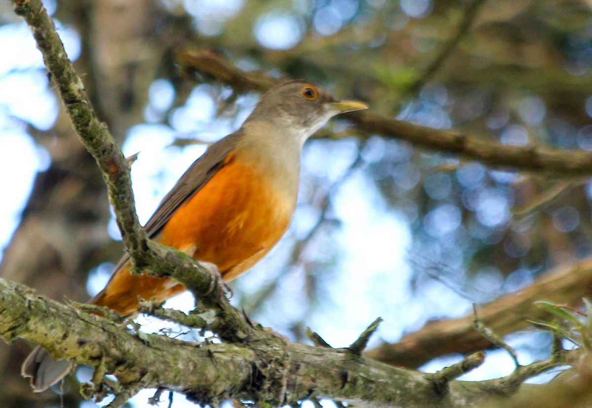 Rufous-bellied Thrush - ML56810221