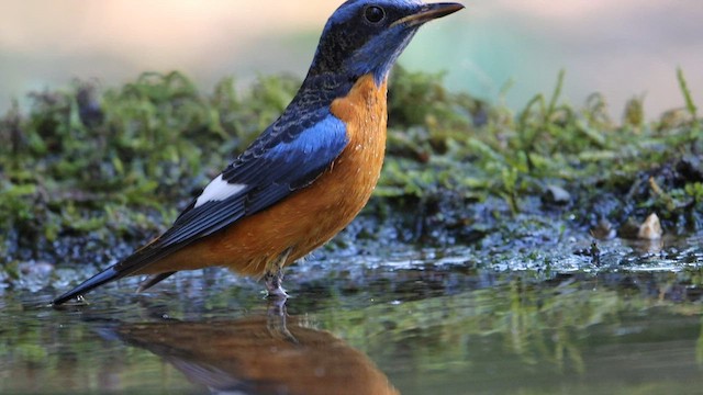 Blue-capped Rock-Thrush - ML568102281