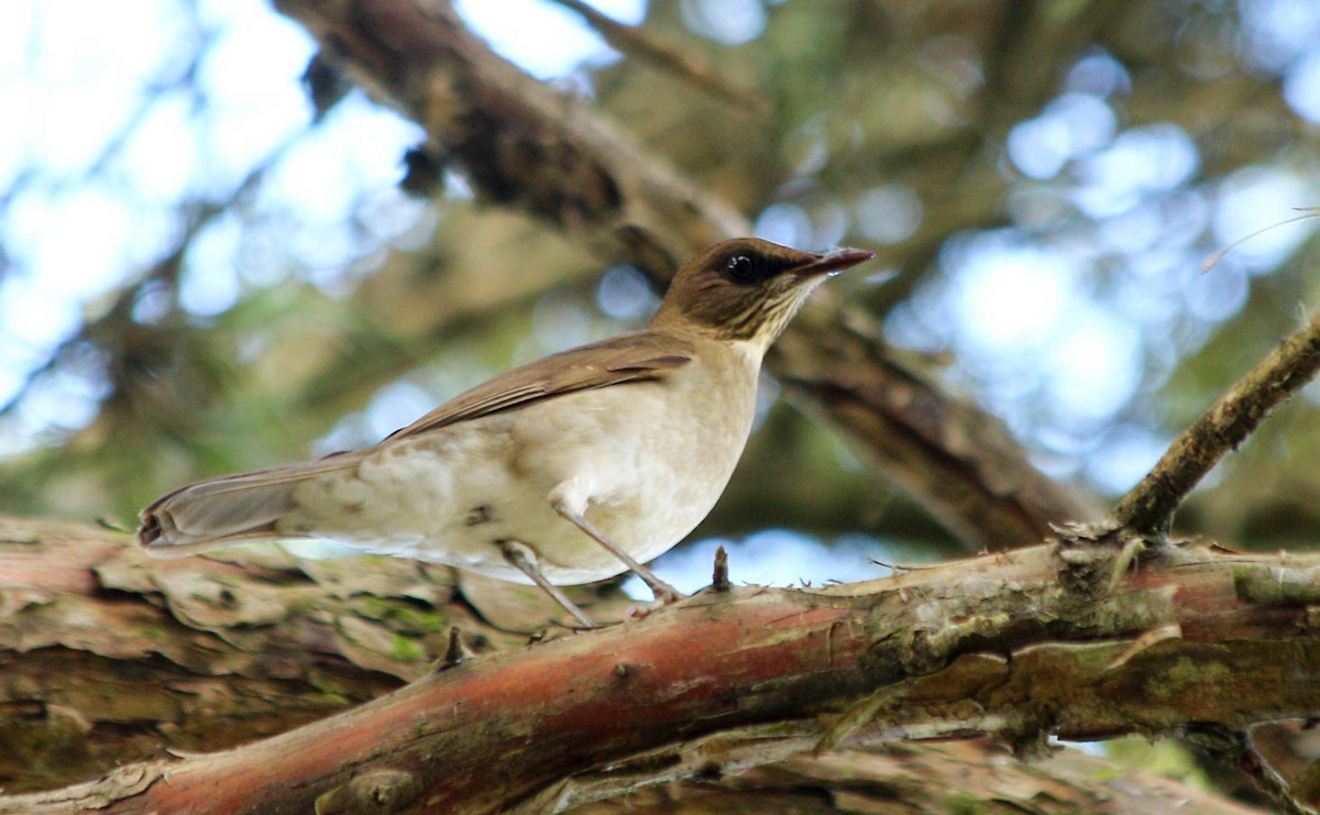 Creamy-bellied Thrush - ML56810341