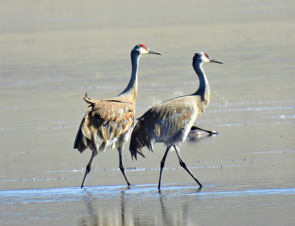 Sandhill Crane - ML568103631