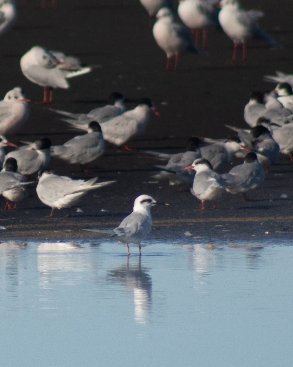 Snowy-crowned Tern - ML568103901