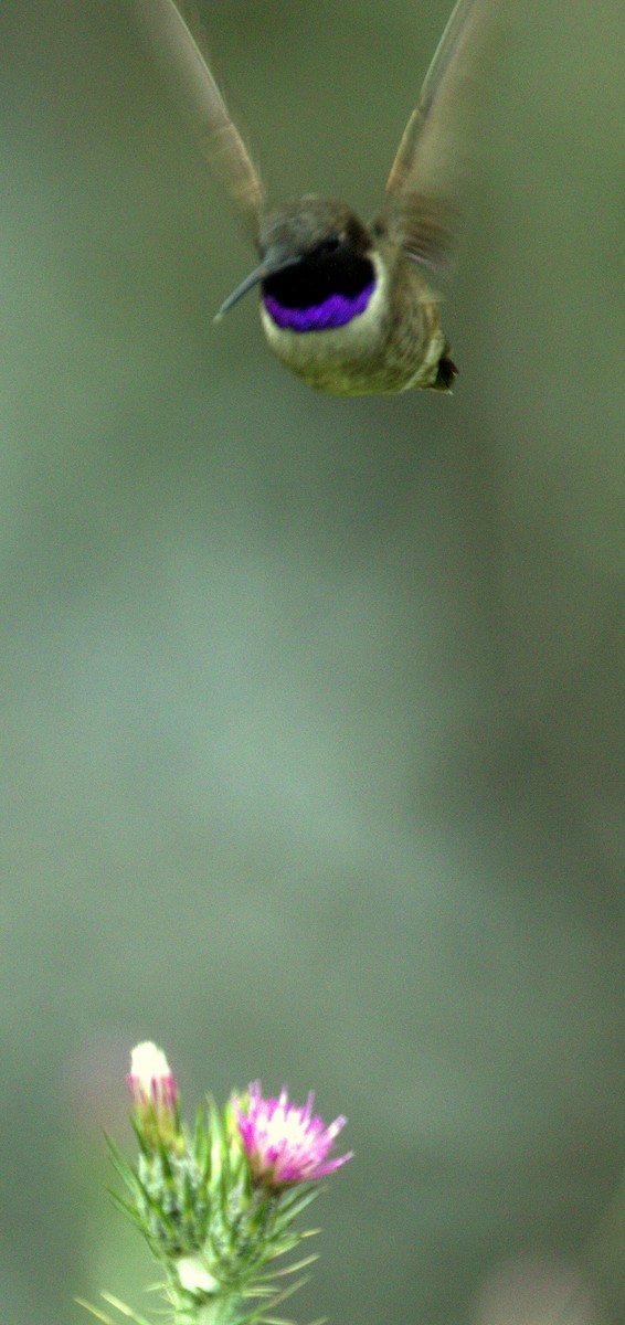 Black-chinned Hummingbird - ML568104431