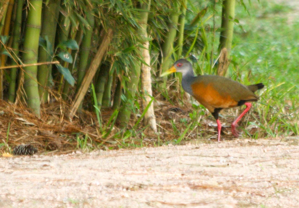 Gray-cowled Wood-Rail - ML56810461