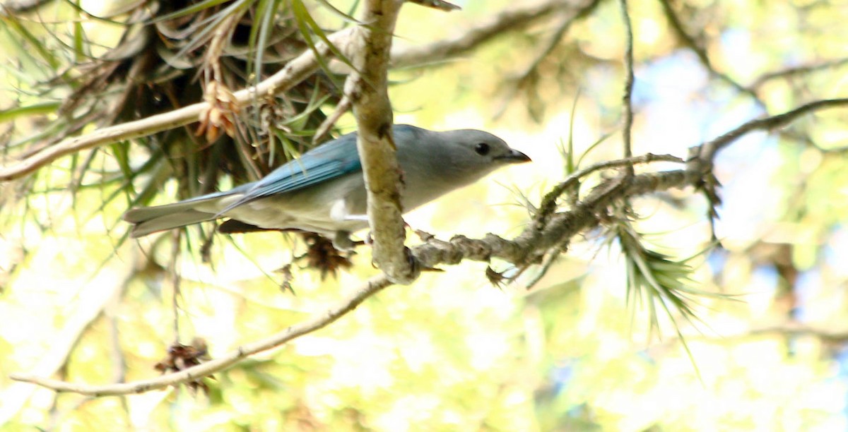 Sayaca Tanager - ML56810491