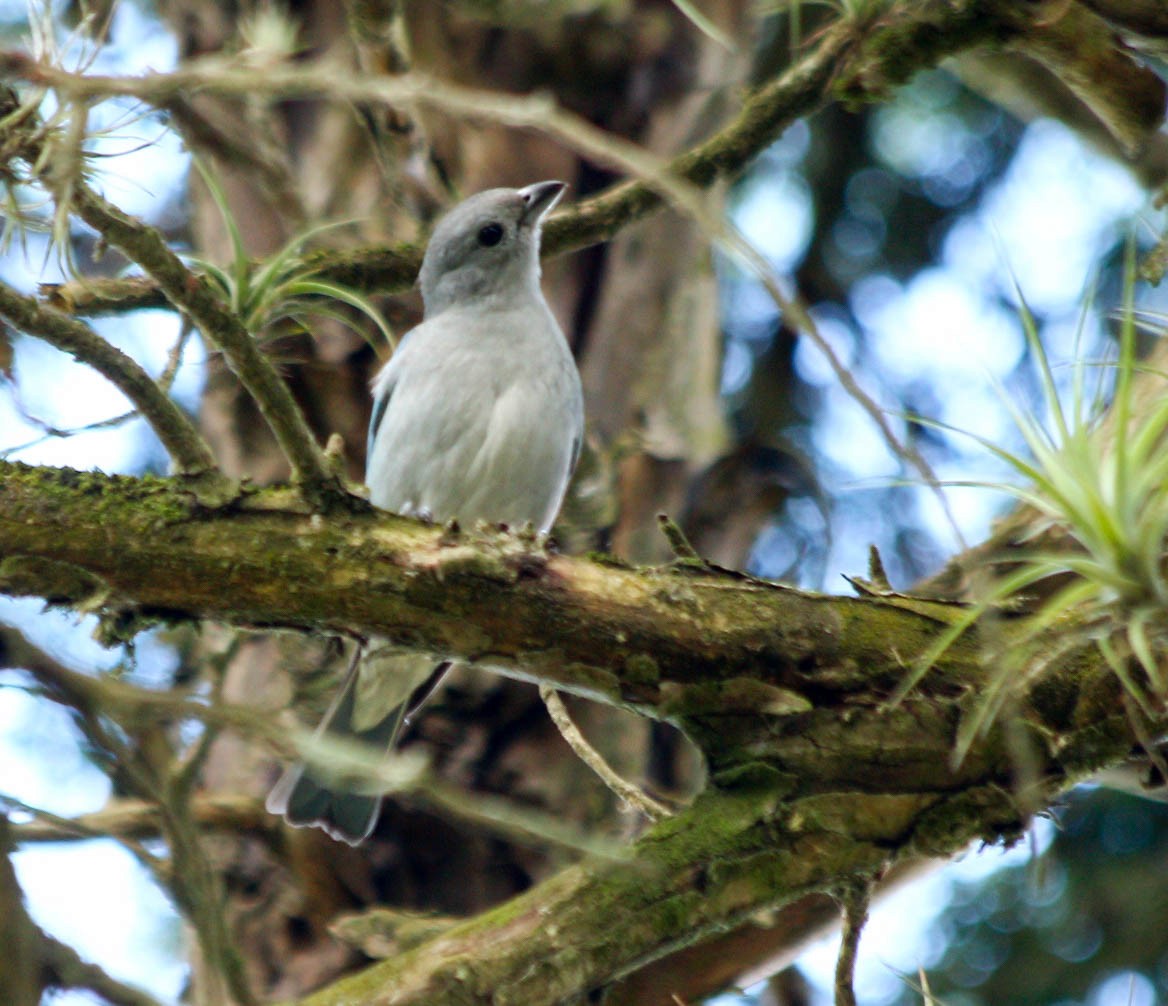 Sayaca Tanager - ML56810501