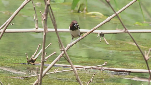 White-rumped Munia - ML568106211