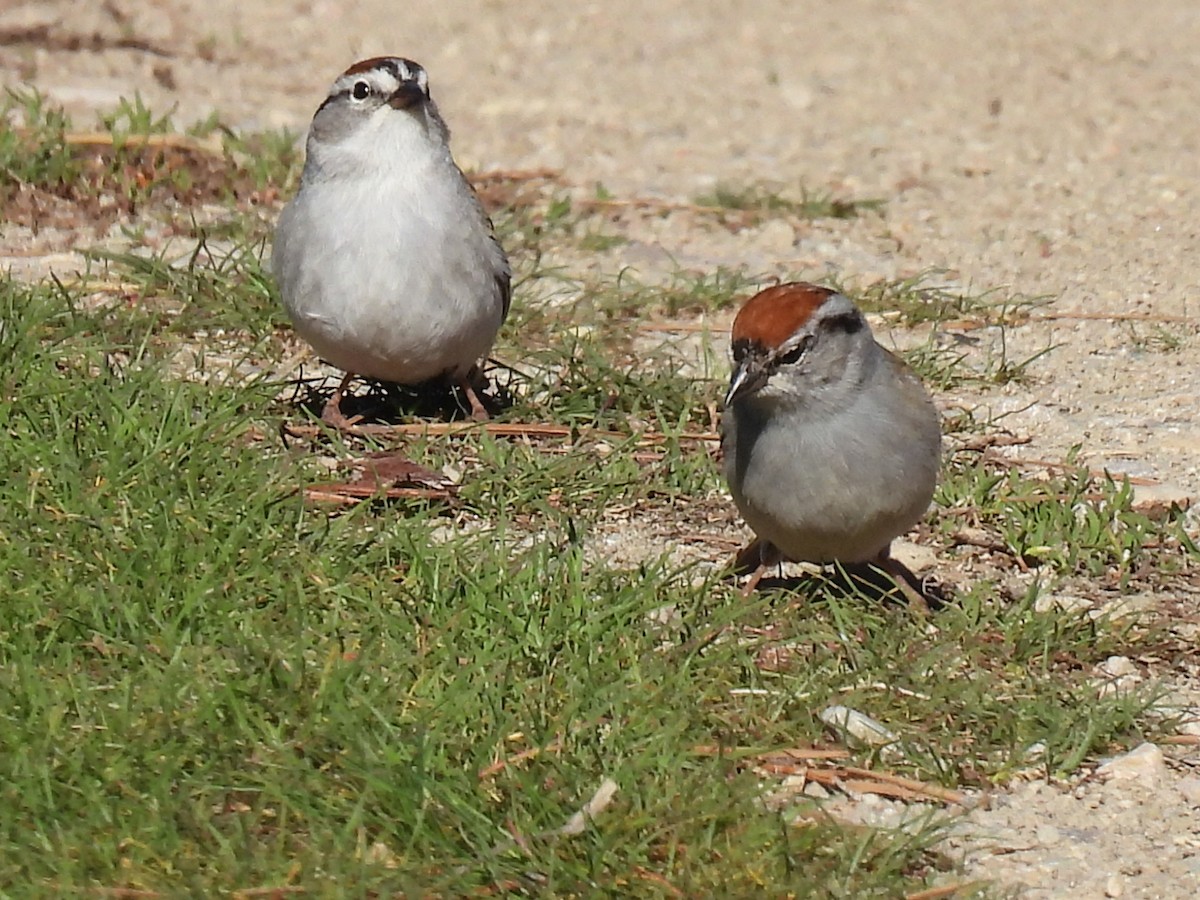 Chipping Sparrow - ML568106501