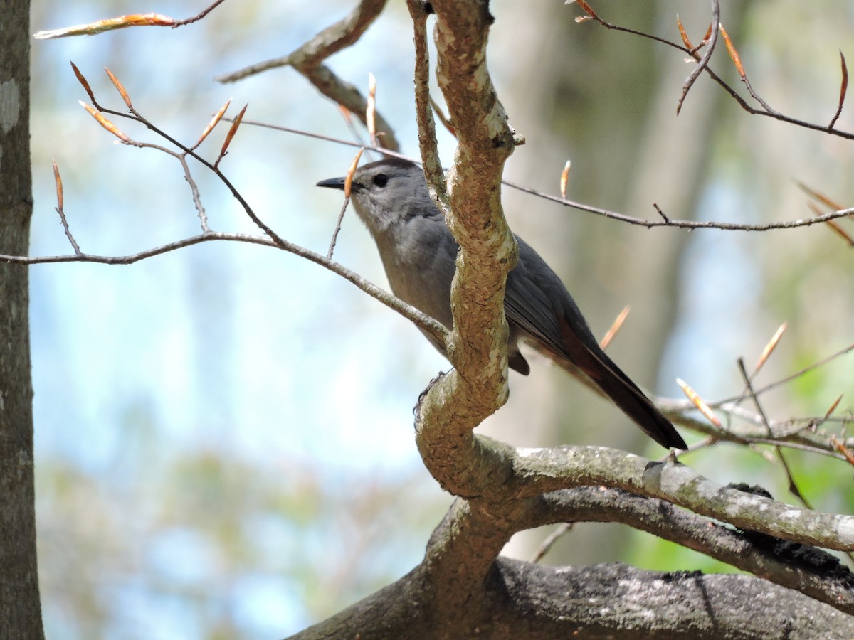 Gray Catbird - ML56810651