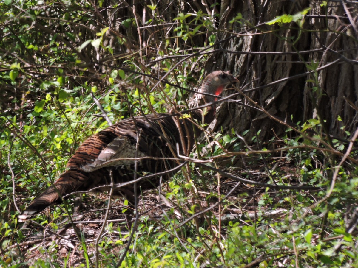 Guajolote Gallipavo - ML56810671