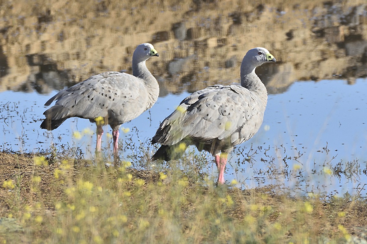 Cape Barren Goose - ML568106831