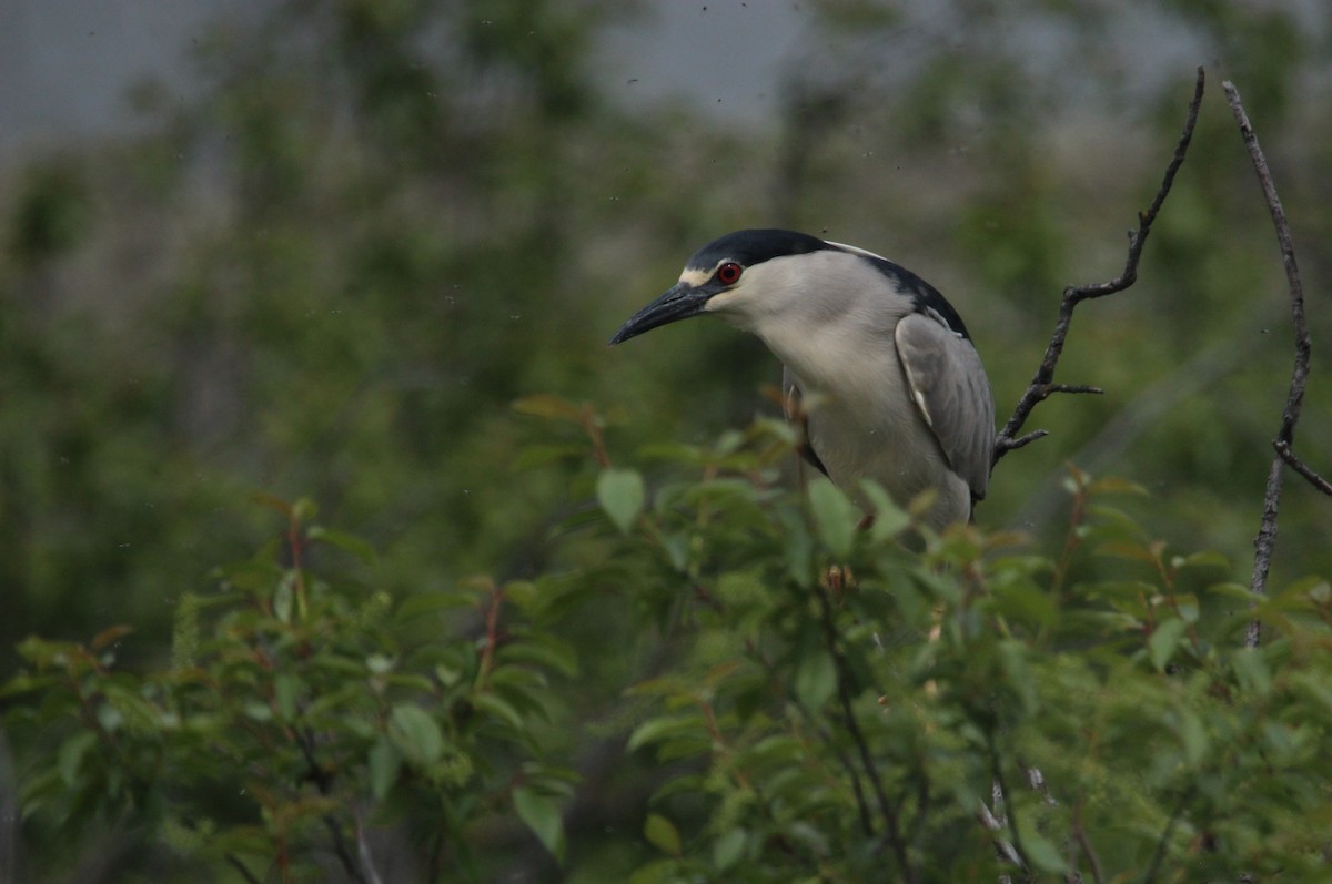 Black-crowned Night Heron - ML568107671