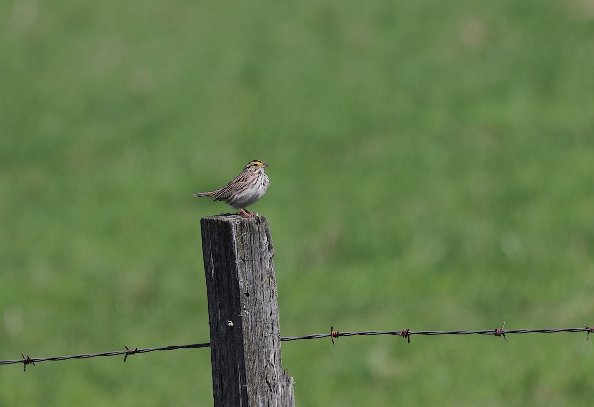 Savannah Sparrow - ML568108231