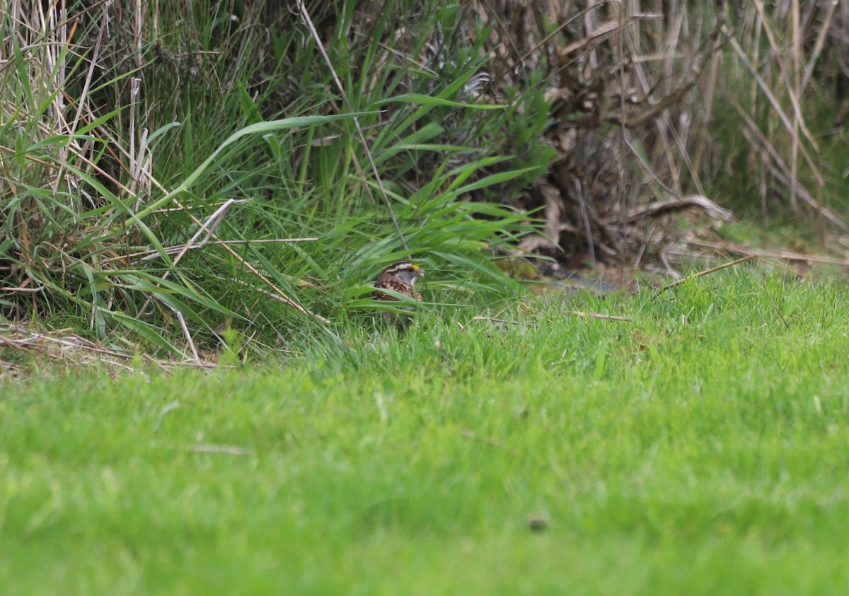 White-throated Sparrow - ML568108511