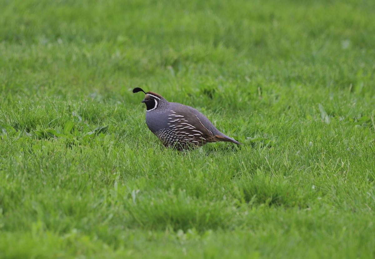 California Quail - ML568108531
