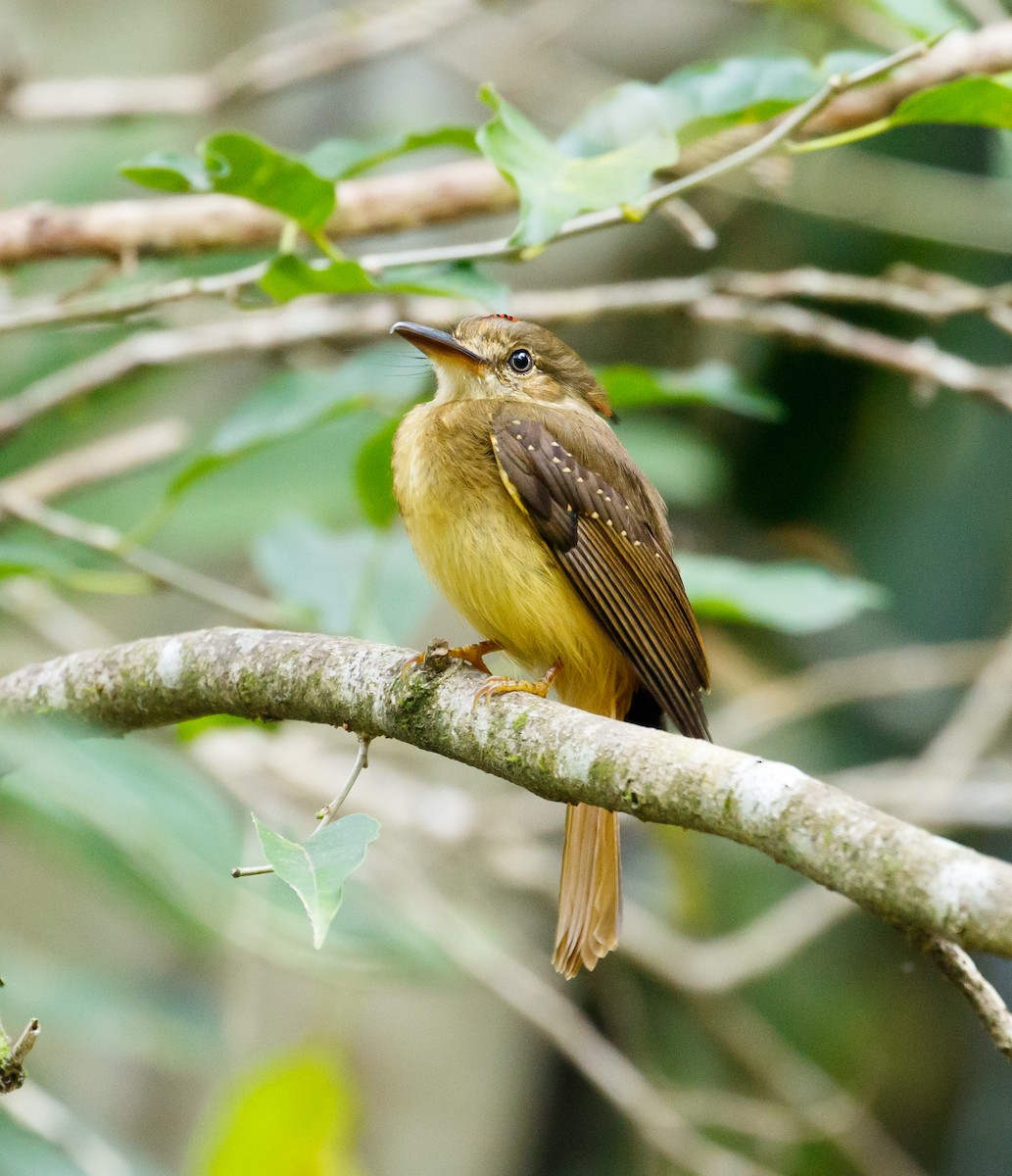 Tropical Royal Flycatcher - ML56810871