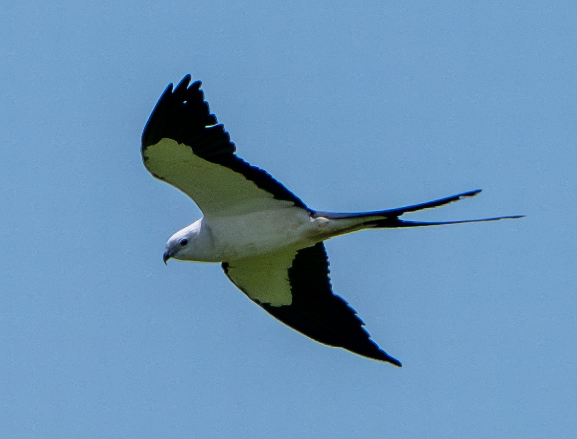 Swallow-tailed Kite - ML568108721