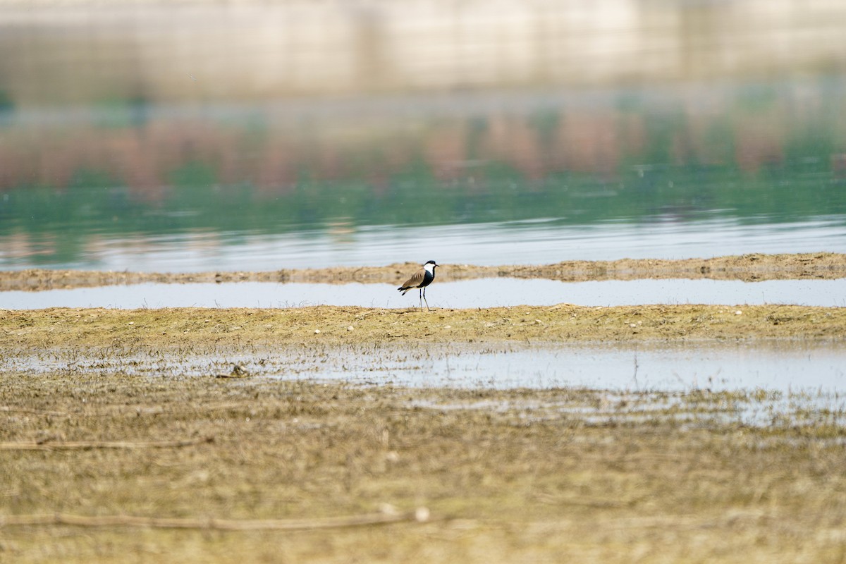 Spur-winged Lapwing - ML568108831