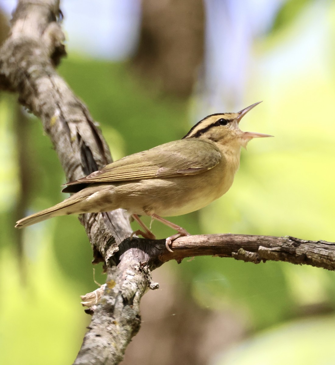 Worm-eating Warbler - ML568109351