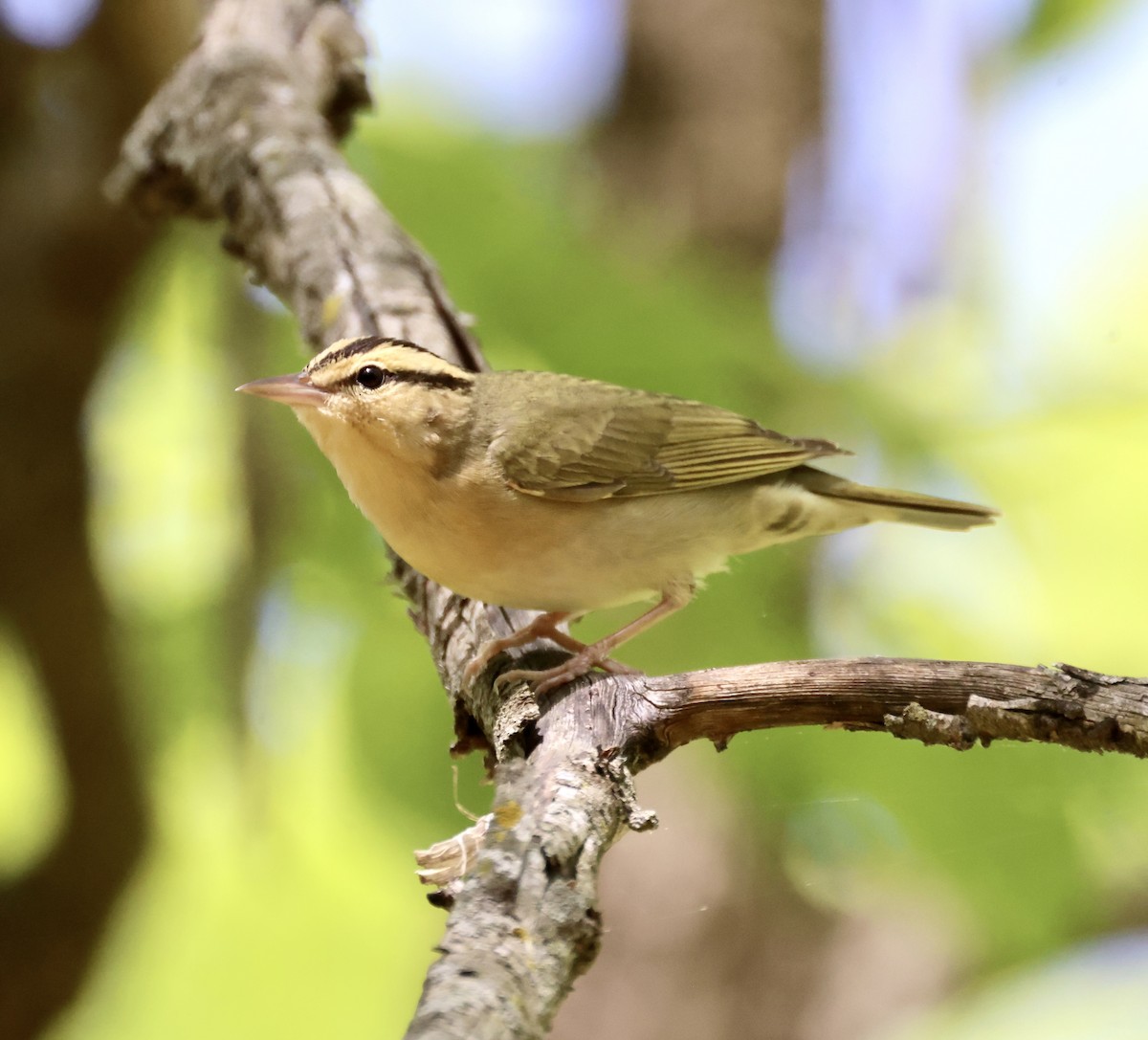 Worm-eating Warbler - ML568109361