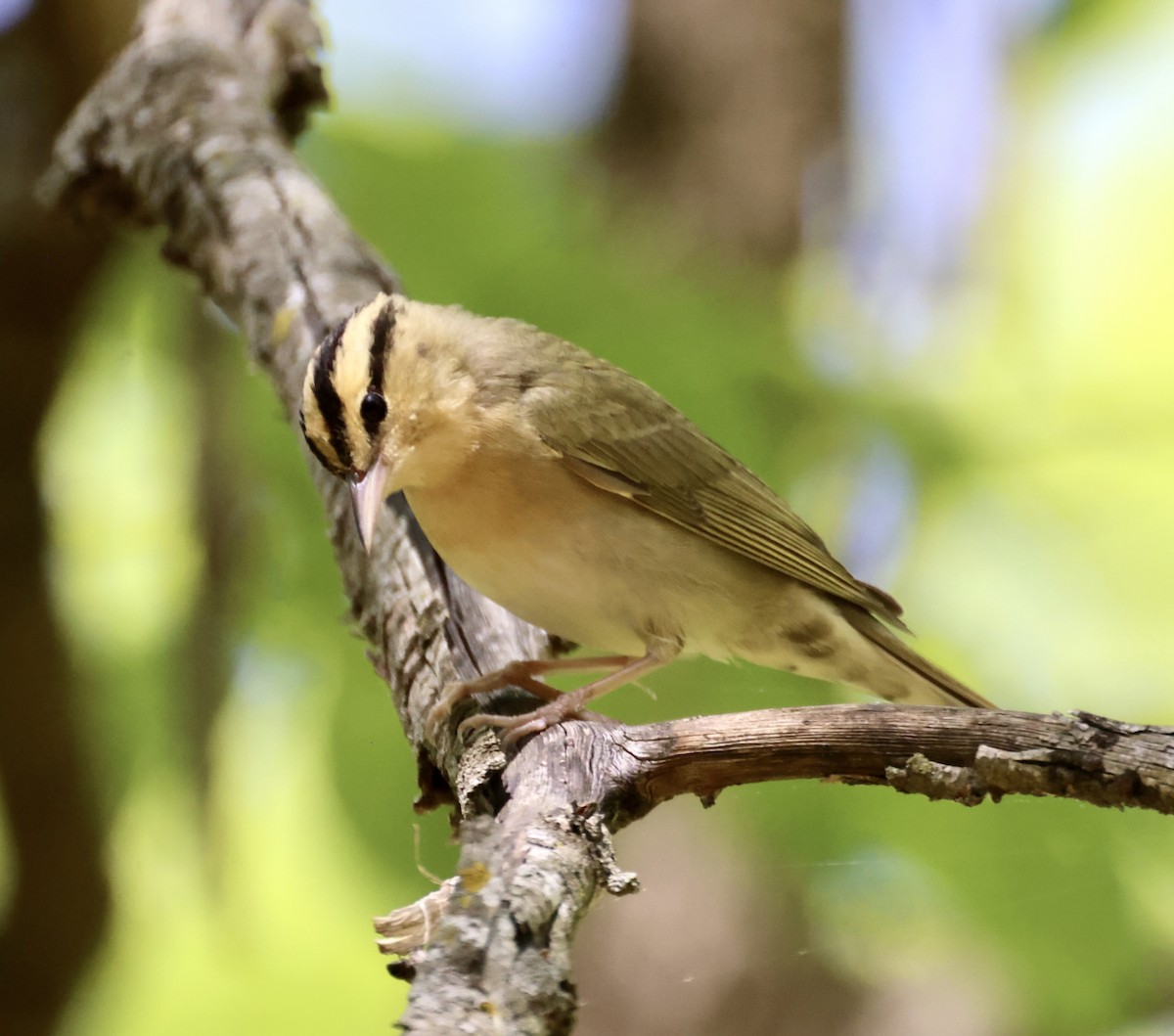 Worm-eating Warbler - ML568109371