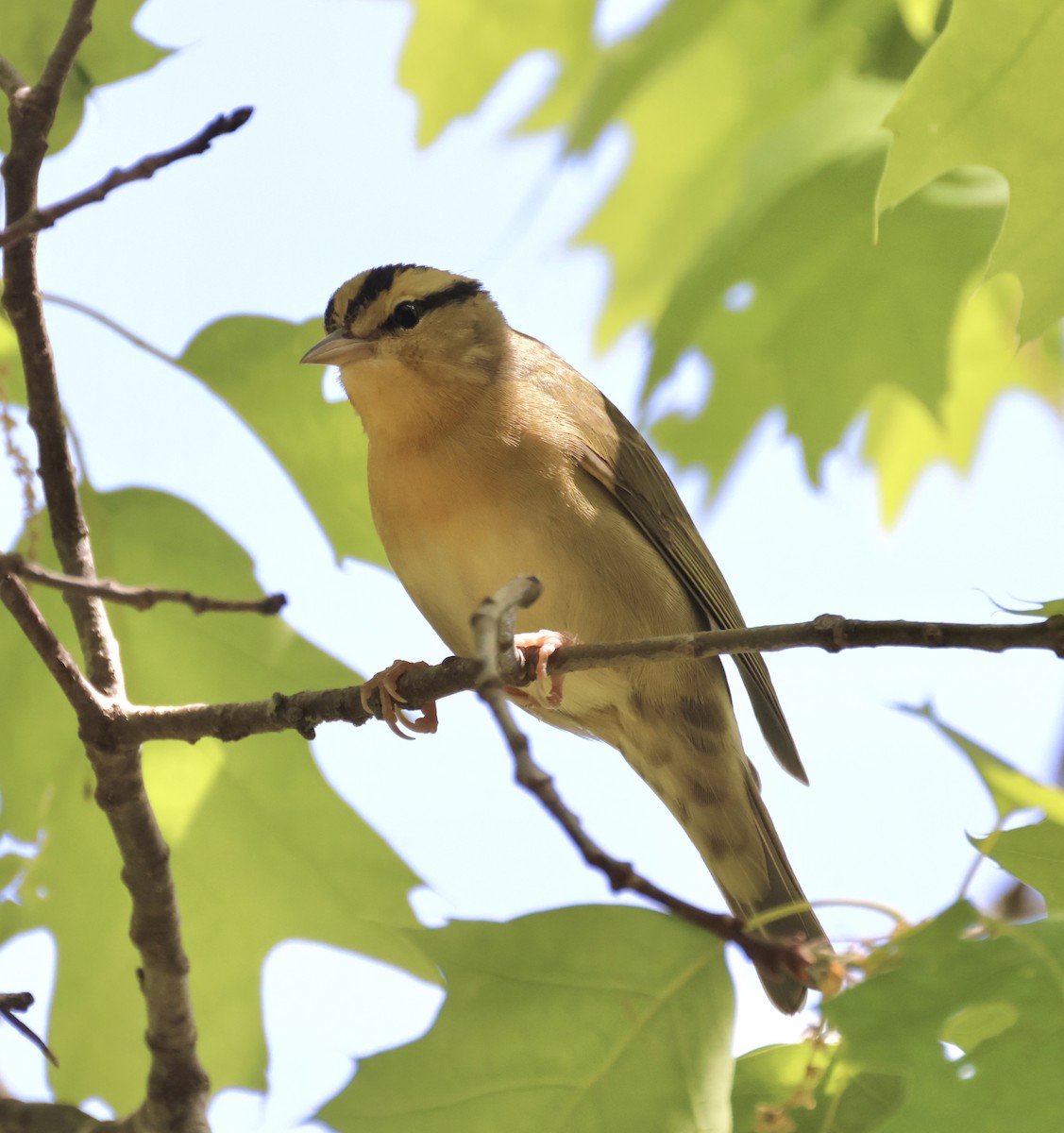 Worm-eating Warbler - ML568109391