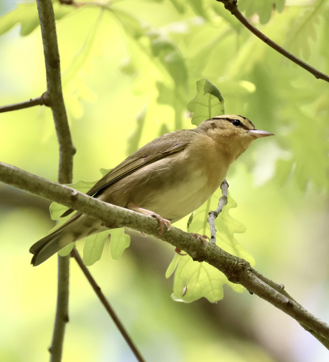 Worm-eating Warbler - ML568109601