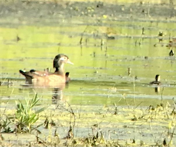 Wood Duck - ML568110861