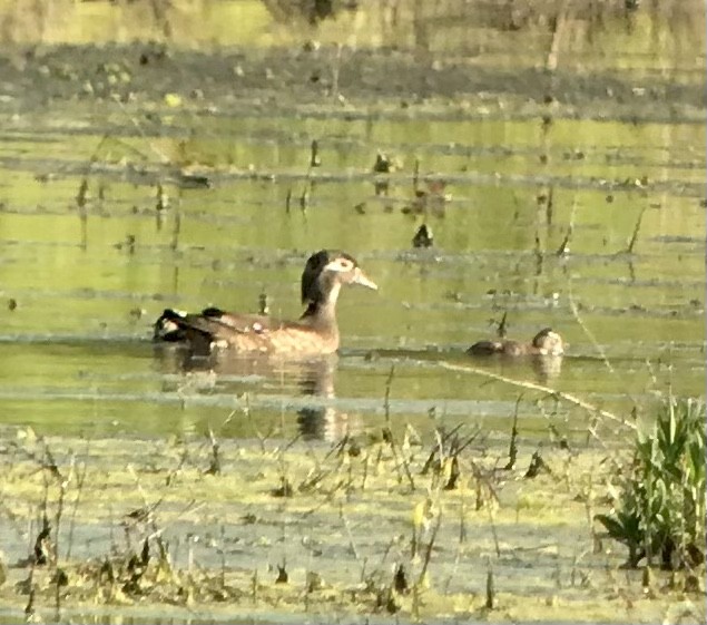 Wood Duck - ML568110871