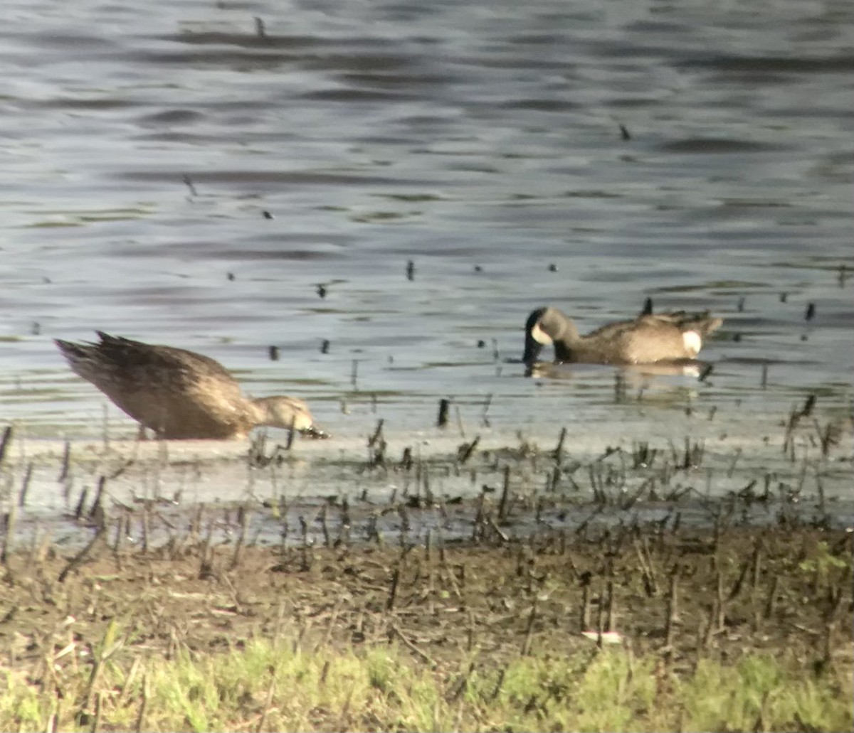 Blue-winged Teal - ML568110881