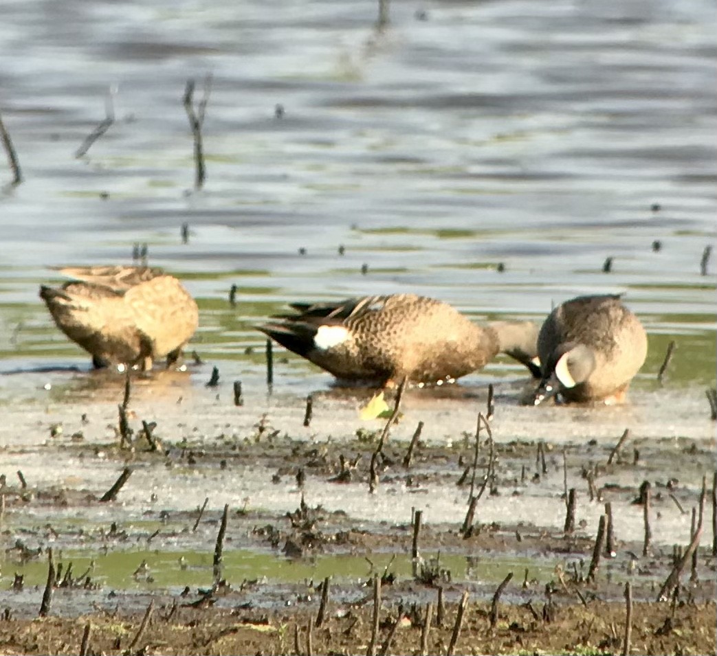 Blue-winged Teal - ML568110891