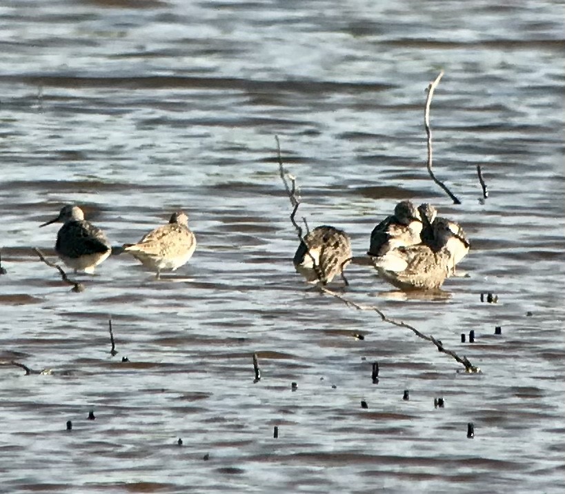 Greater Yellowlegs - ML568111031