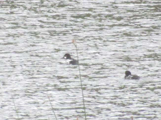 Common Goldeneye - ML568111211