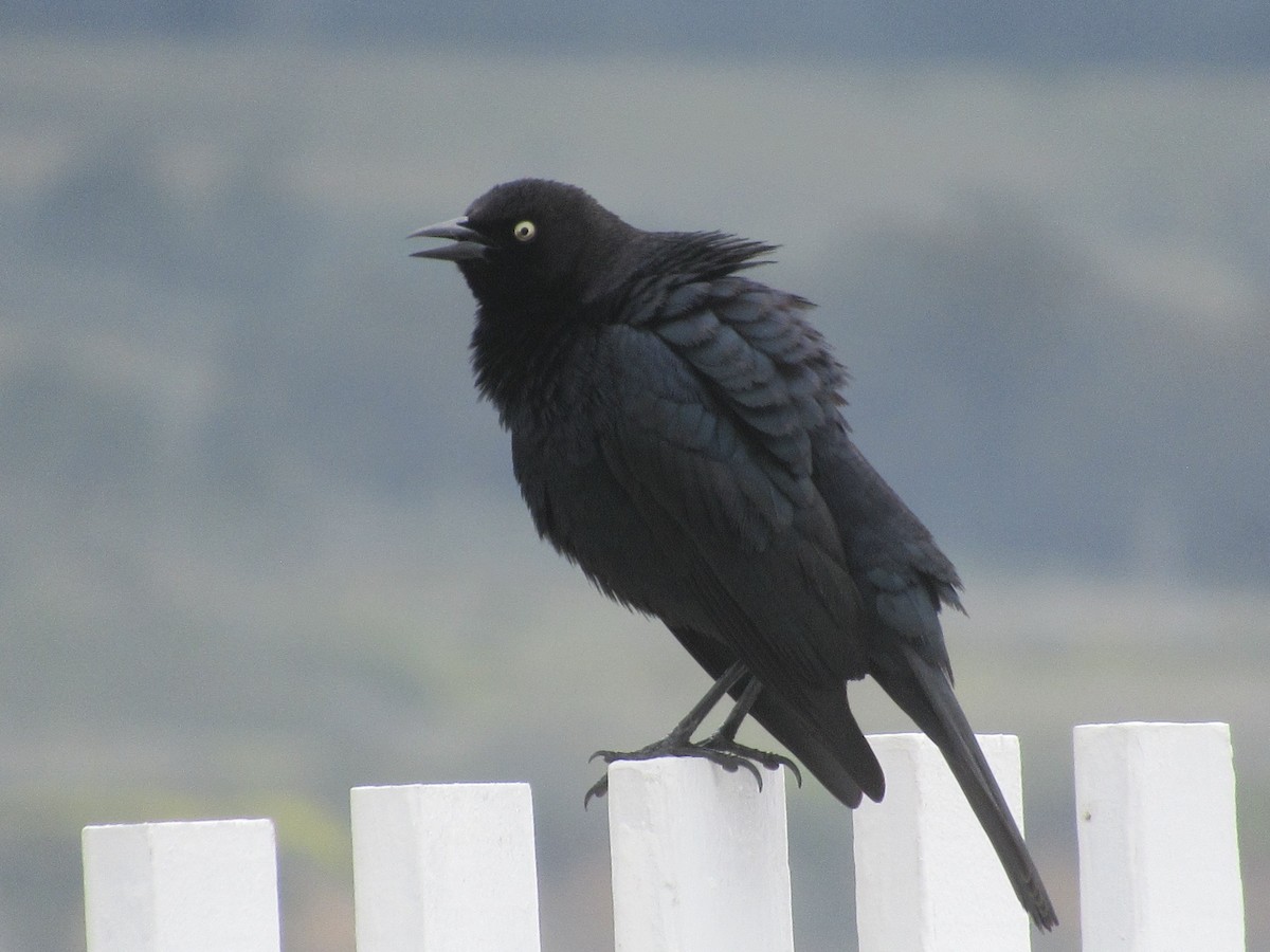 Brewer's Blackbird - ML568111251