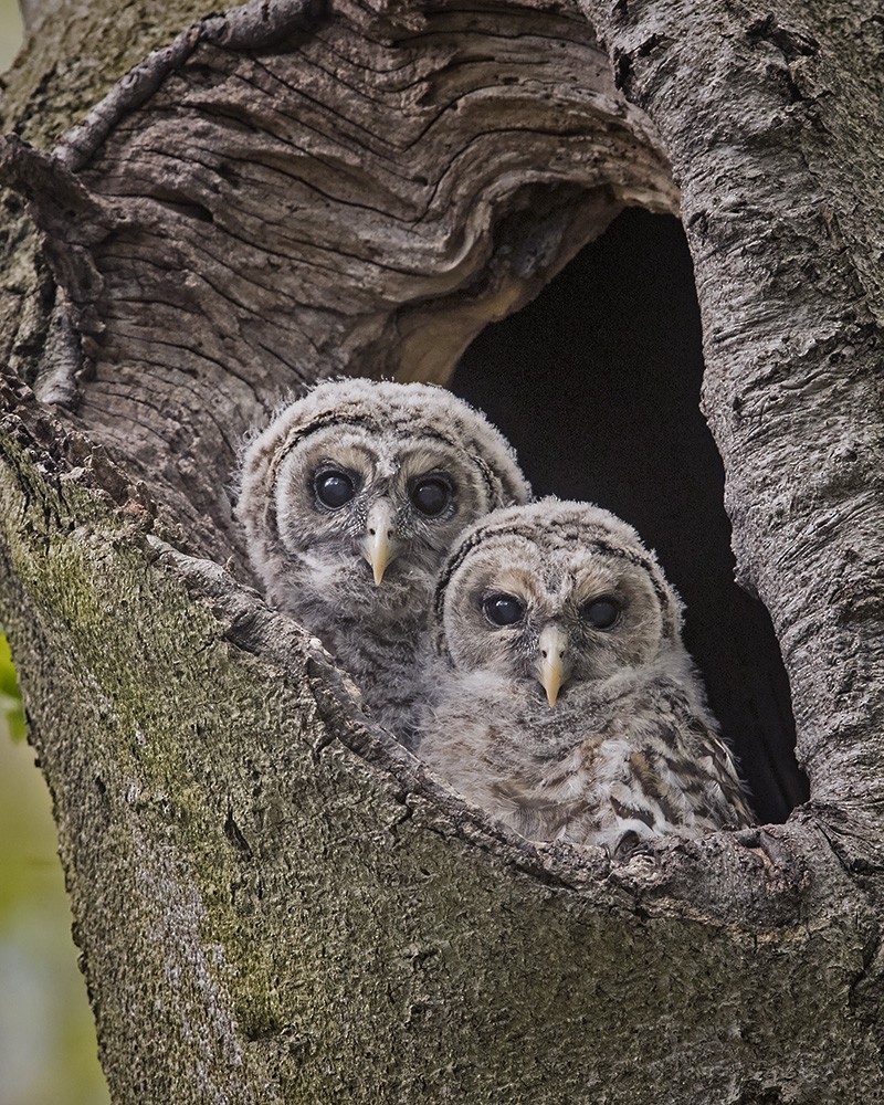 Barred Owl - Tina Green