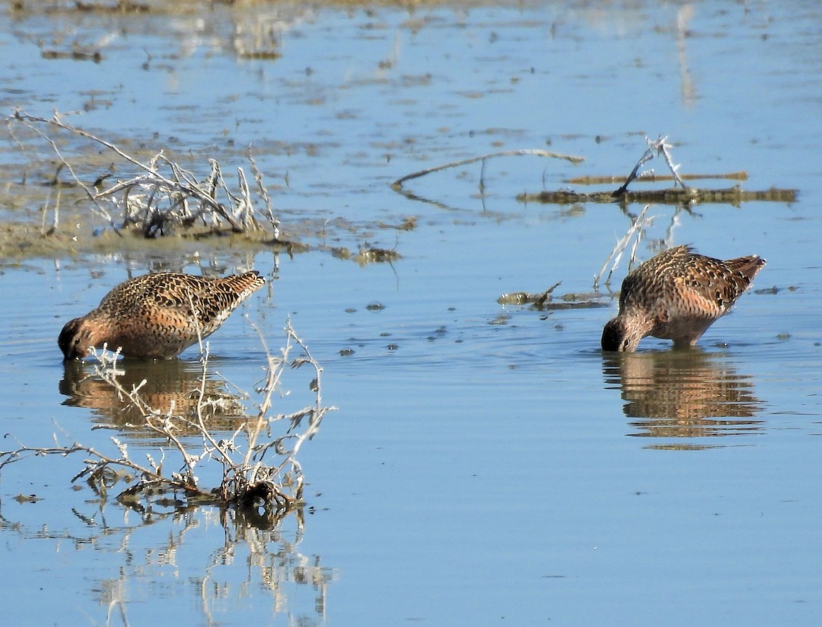 Short-billed Dowitcher - Jan Thom