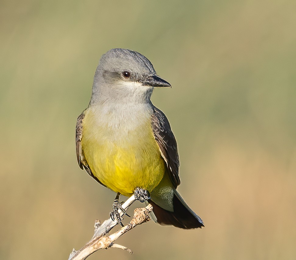 Western Kingbird - ML568111651