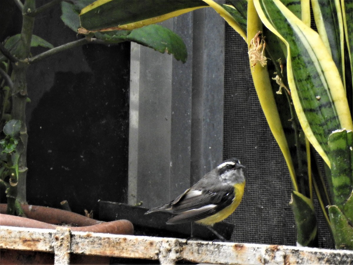 Bananaquit (Continental) - ML568111781