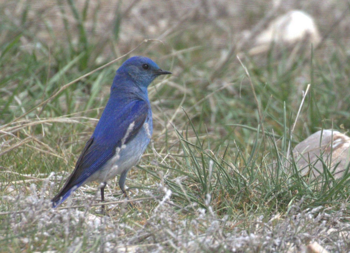 Mountain Bluebird - ML568111861