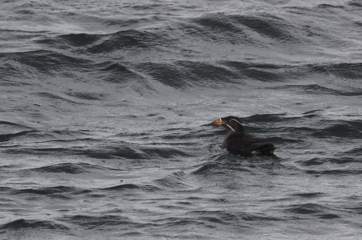 Rhinoceros Auklet - ML568111931