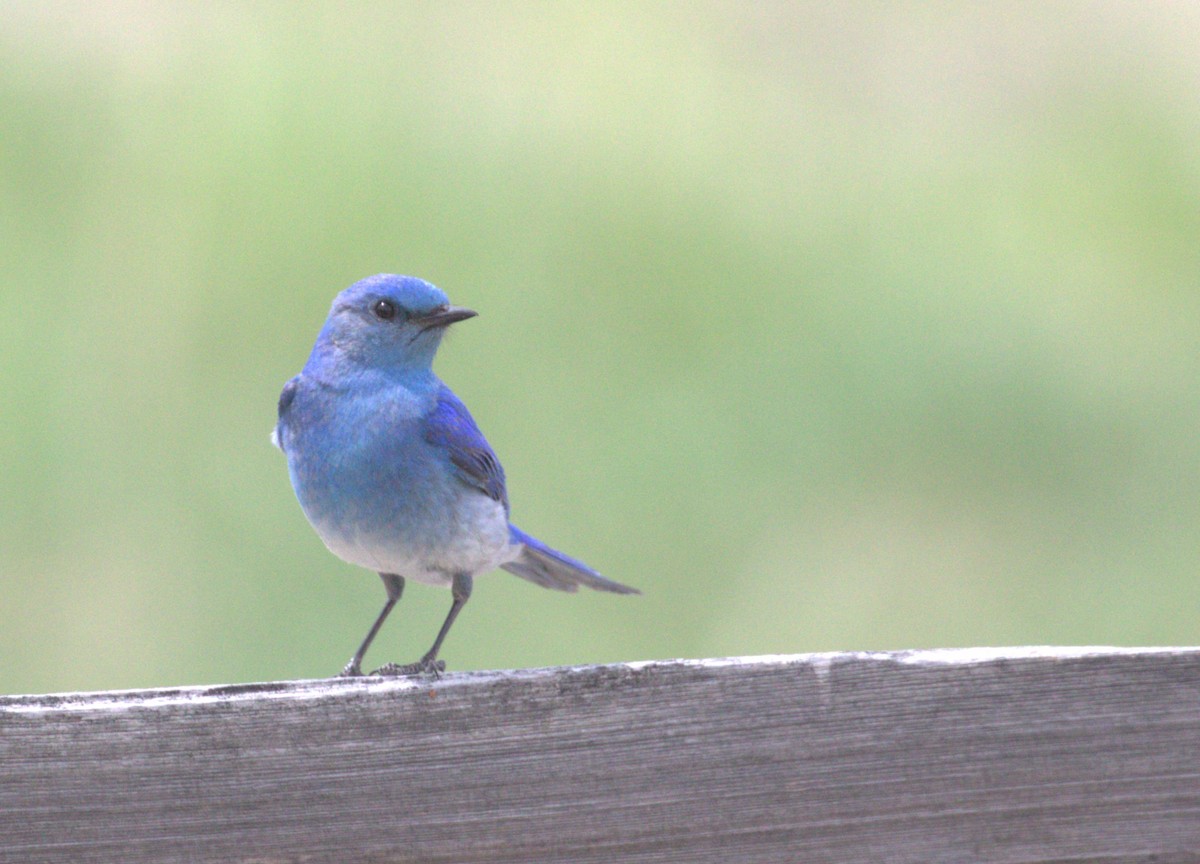 Mountain Bluebird - ML568112091