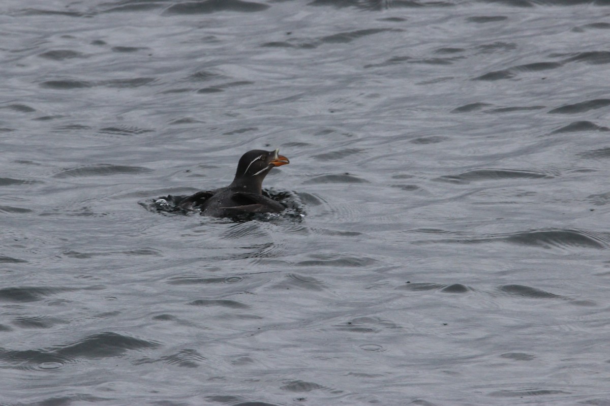 Rhinoceros Auklet - ML568112101