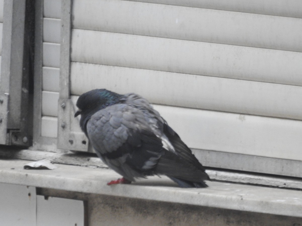 Rock Pigeon (Feral Pigeon) - ML568113321