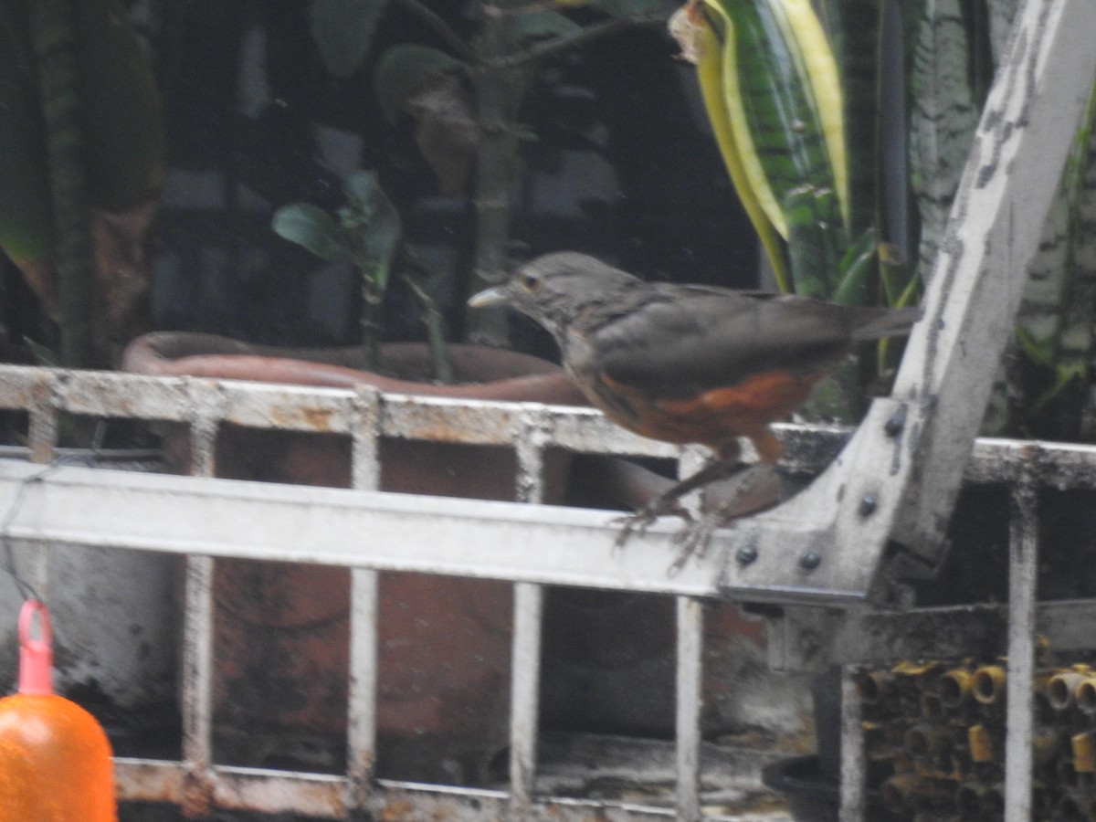 Rufous-bellied Thrush - ML568113451