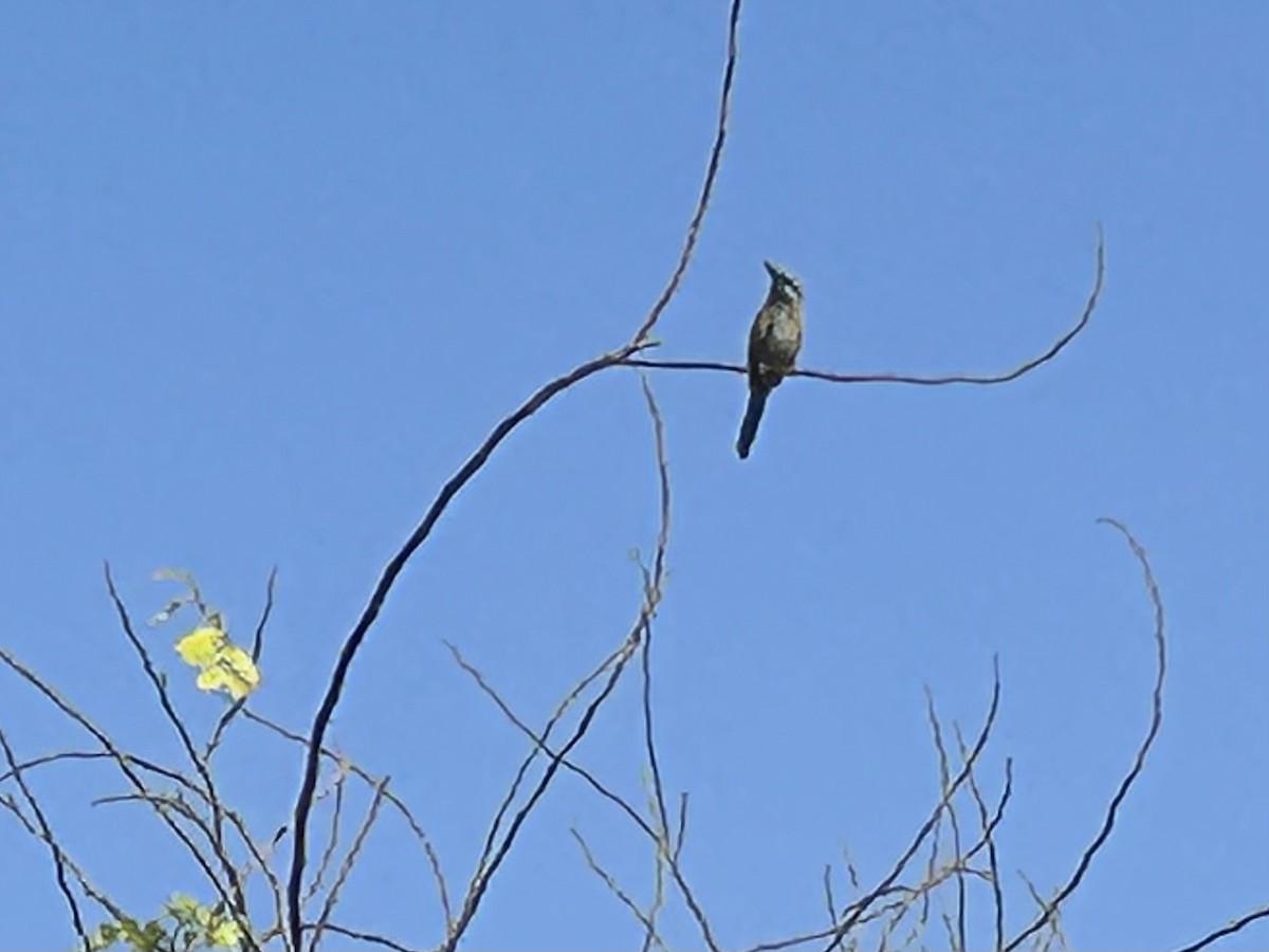 Arabian Green Bee-eater - ML568114411