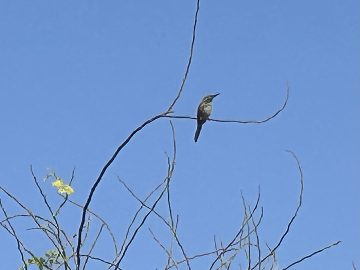 Arabian Green Bee-eater - ML568114421