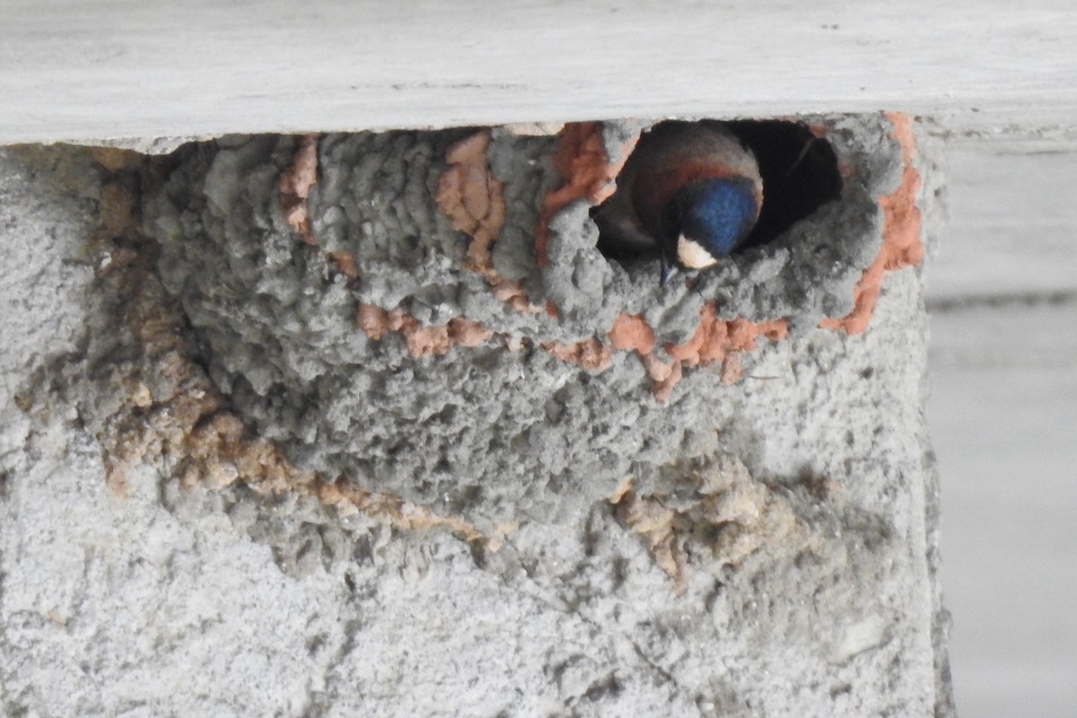Cliff Swallow - Anonymous