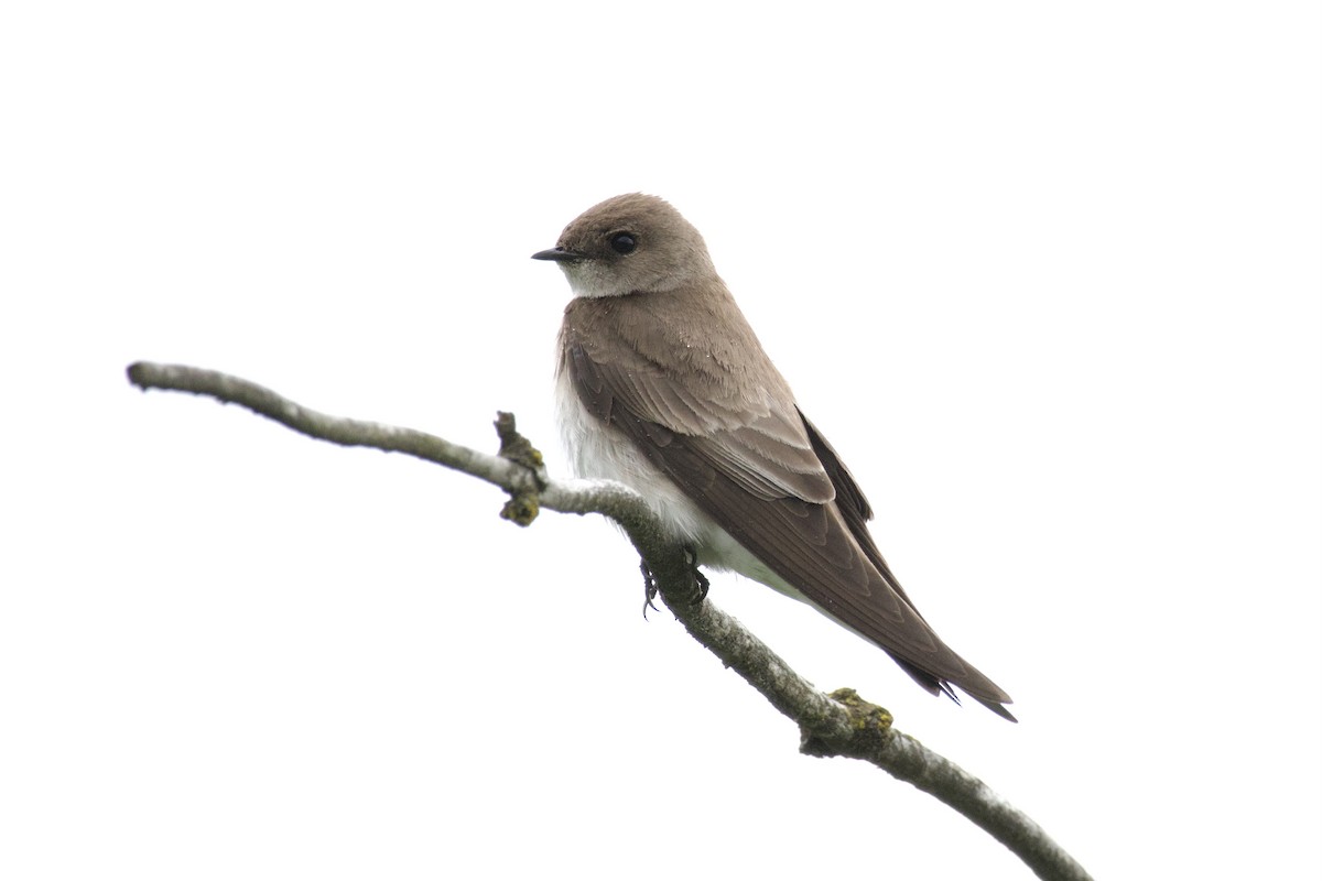 Northern Rough-winged Swallow - ML568114941