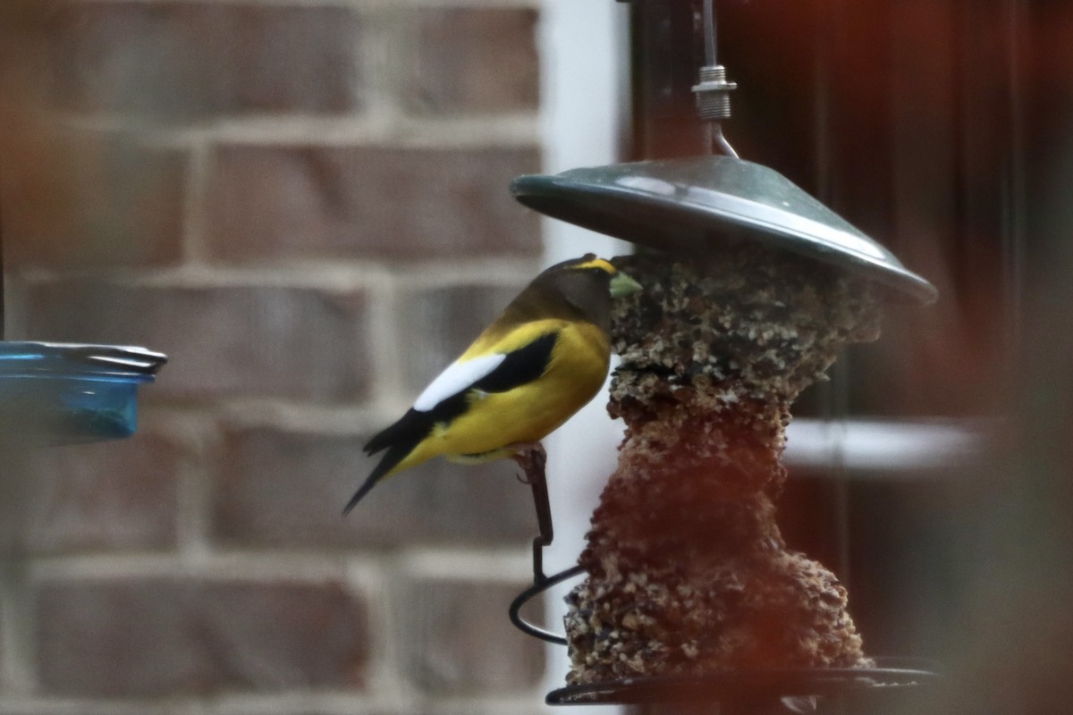 Evening Grosbeak - ML568116401