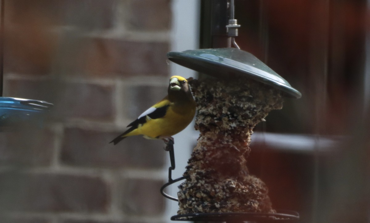 Evening Grosbeak - ML568116411