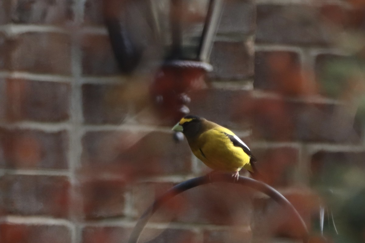Evening Grosbeak - ML568116421